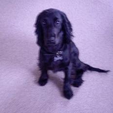 Cocker spaniel Django