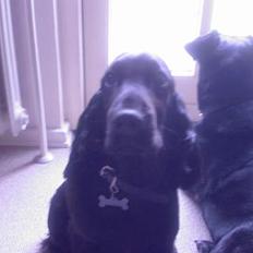 Cocker spaniel Django