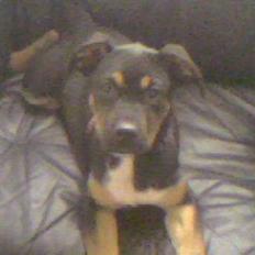 Blanding af racer Malou