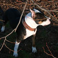 Amerikansk staffordshire terrier Amigo