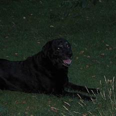 Labrador retriever Rikki *DØD*