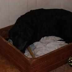 Labrador retriever Rikki *DØD*