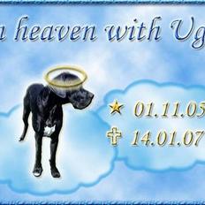 Grand danois ugly, død 14-1-07