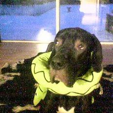 Grand danois ugly, død 14-1-07