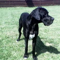 Grand danois ugly, død 14-1-07