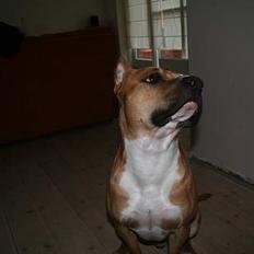 Amerikansk staffordshire terrier Tyson *R.I.P*