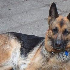 Schæferhund tøsen *død*