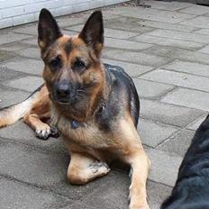 Schæferhund tøsen *død*