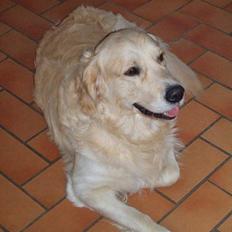 Golden retriever basco
