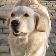 Golden retriever basco