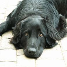 Hovawart Frodo the black panther R.I.P. 14.11.14