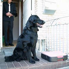 Hovawart Frodo the black panther R.I.P. 14.11.14