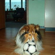 Shetland sheepdog Rollif`f  Boy