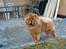 Chow chow Trever of The Chinas Joy - Trever i sommerhus