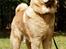 Chow chow Bidachow's A-Smooth Aslan - Basse i skoven