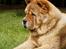 Chow chow Bidachow's A-Smooth Aslan