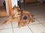 Chow chow Bidachow's A-Smooth Aslan - Basse og Fnuggi