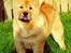 Chow chow Bidachow's A-Smooth Aslan - Basse ca. 3 måneder gammel