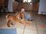 Chow chow Bidachow's A-Smooth Aslan - Basse og Nikolai