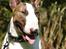 Bullterrier  Nemo  c",) - Nemo san