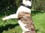 Bullterrier  Nemo  c",) - Cirkus Nemo.