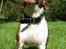 Bullterrier  Nemo  c",) - Ikke mere nuuu..