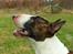 Bullterrier  Nemo  c",) - Nemo den aller smukkeste ! ( Fotograferet af June! )