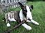Bullterrier  Nemo  c",) - Nemo som hvalp