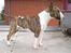 Bullterrier  Nemo  c",) - Nemo d 16/4-06