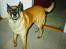 Malinois Jeroen Isell R.I.P