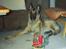 Malinois Jeroen Isell R.I.P