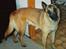Malinois Jeroen Isell R.I.P