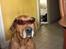 Rhodesian ridgeback R.I.P Nala - thats my dog ;)