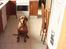 Rhodesian ridgeback R.I.P Nala