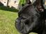 Fransk bulldog Bertram 2