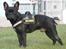 Fransk bulldog Bertram 2