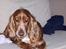 Cocker spaniel ida - ida ligger og slanger sig på sofaen