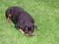 Rottweiler Clair (R.I.P 2010) - er der mon en mus??