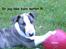 Bullterrier  Nemo  c",)