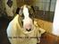 Bullterrier  Nemo  c",)