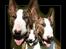 Bullterrier  Nemo  c",)