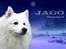 Samojedhund Jago007*i looove my self* - velkommen til min profil.. det mig der jago :) (lavet af louise S)