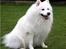 Samojedhund Jago007*i looove my self* - hva så tøser