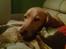 Labrador retriever Felix - ligger lige i sofaen og stener :P