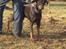 Dobermann Asja (Død) R.I.P - lurer lige lidt.....til muskelhundetræffet den 12 februar