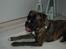 Boxer zep