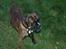 Boxer zep