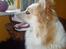 Islandsk fårehund Cody 