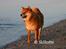 Shiba  - Luie *R.I.P* - * NYT - deejligt at være ved vandet.. ;o)