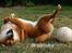 Shiba  - Luie *R.I.P* - et af de sidste billeder jeg noget at fik taget af ham inden jeg måtte sige farvel til ham... :´o(